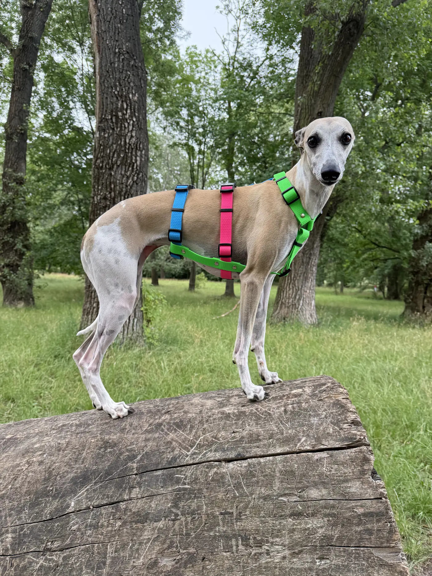 harness_hipster_02