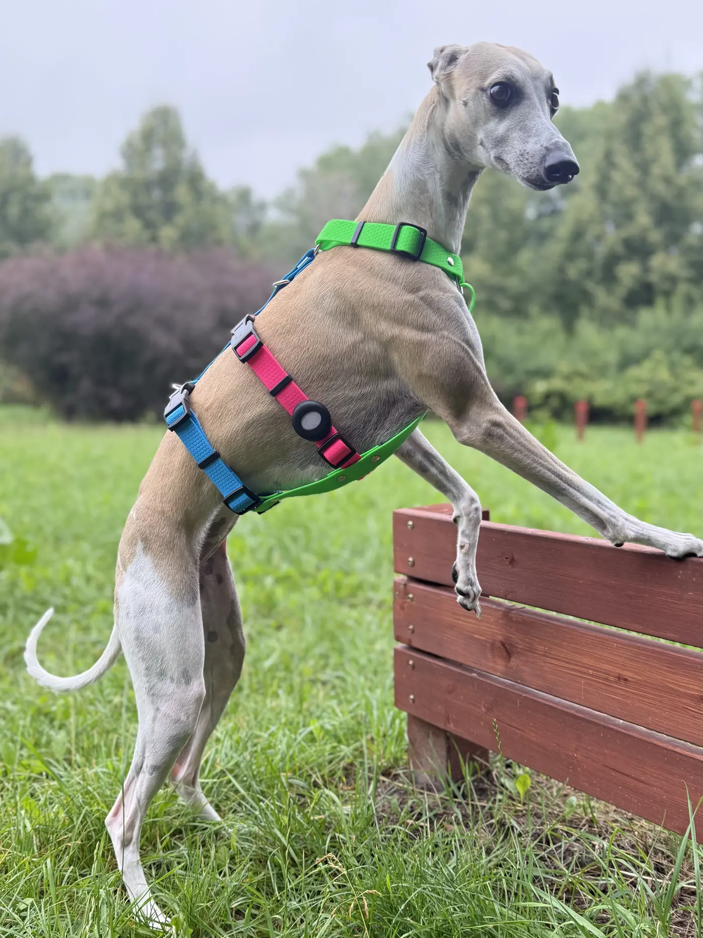 harness_hipster_03
