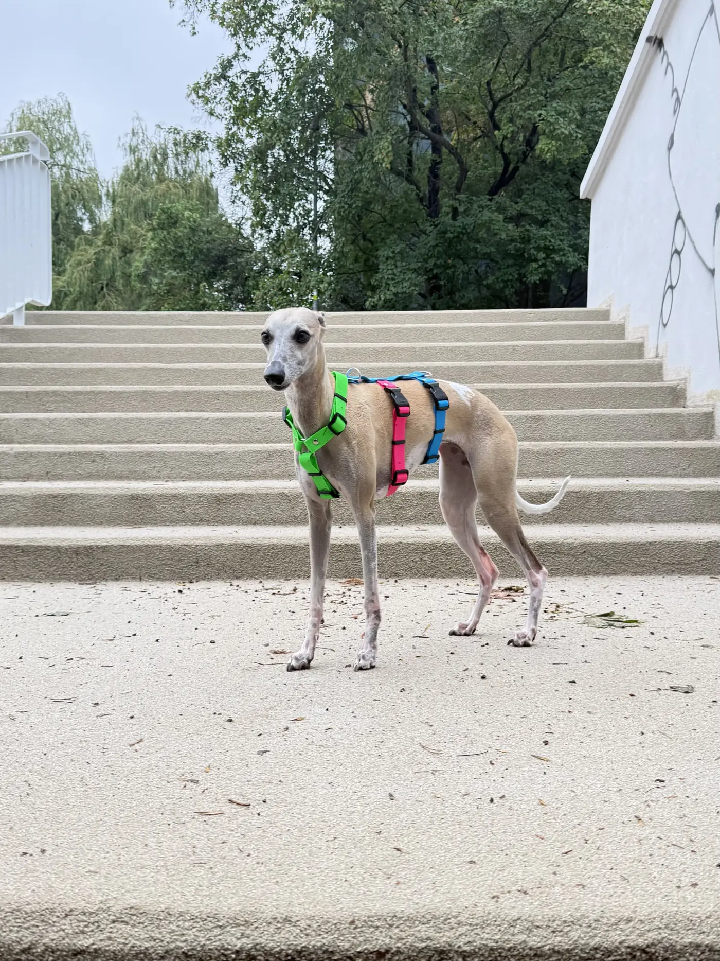 harness_hipster_04