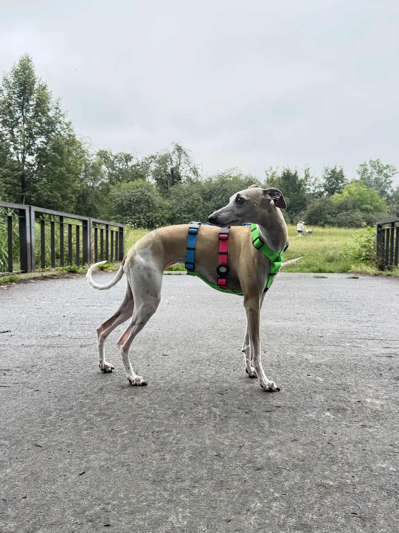 harness_hipster_05